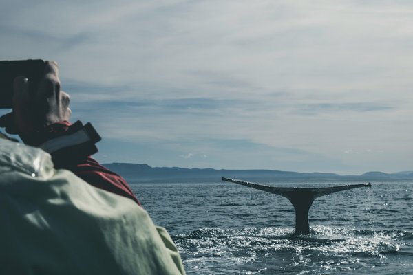 What are the best locations for whale watching in the UK?
